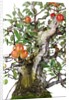 bonsai apple by Anonymous