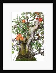 bonsai apple by Anonymous
