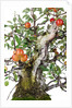 bonsai apple by Anonymous