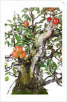 bonsai apple by Anonymous