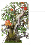 bonsai apple by Anonymous