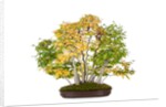 bonsai by Anonymous