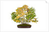 bonsai by Anonymous