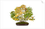 bonsai by Anonymous