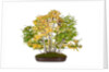 bonsai by Anonymous