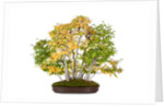 bonsai by Anonymous