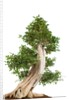 bonsai by Anonymous