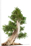 bonsai by Anonymous