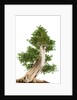 bonsai by Anonymous