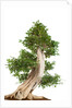bonsai by Anonymous