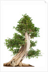 bonsai by Anonymous