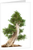 bonsai by Anonymous
