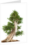 bonsai by Anonymous