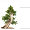 bonsai by Anonymous