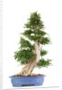 bonsai by Anonymous