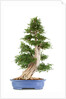 bonsai by Anonymous