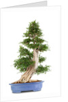 bonsai by Anonymous