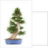 bonsai by Anonymous
