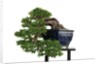 bonsai by Anonymous