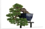 bonsai by Anonymous