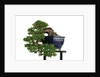 bonsai by Anonymous