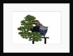 bonsai by Anonymous