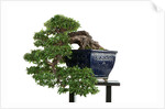 bonsai by Anonymous