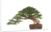 bonsai by Anonymous