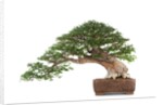 bonsai by Anonymous