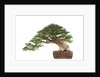 bonsai by Anonymous