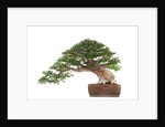 bonsai by Anonymous