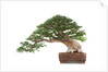 bonsai by Anonymous