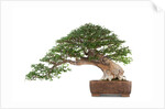 bonsai by Anonymous