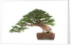 bonsai by Anonymous