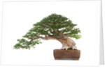 bonsai by Anonymous