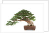 bonsai by Anonymous