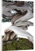 bonsai juniper by Anonymous