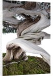 bonsai juniper by Anonymous