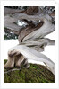 bonsai juniper by Anonymous
