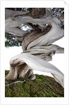 bonsai juniper by Anonymous
