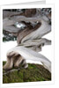 bonsai juniper by Anonymous