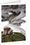 bonsai juniper by Anonymous