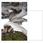 bonsai juniper by Anonymous
