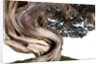 bonsai juniper by Anonymous
