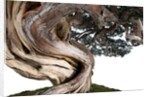 bonsai juniper by Anonymous