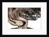 bonsai juniper by Anonymous