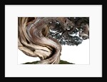 bonsai juniper by Anonymous