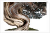 bonsai juniper by Anonymous