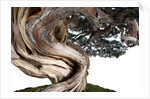 bonsai juniper by Anonymous