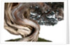 bonsai juniper by Anonymous